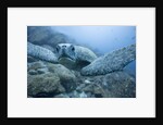 Green Turtle in the Galapagos Islands by Anonymous