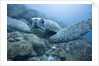 Green Turtle in the Galapagos Islands by Anonymous