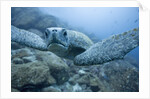 Green Turtle in the Galapagos Islands by Anonymous