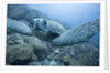 Green Turtle in the Galapagos Islands by Anonymous
