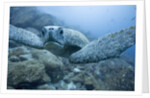 Green Turtle in the Galapagos Islands by Anonymous