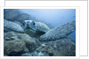 Green Turtle in the Galapagos Islands by Anonymous