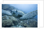Green Turtle in the Galapagos Islands by Anonymous