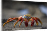 Sally Lightfoot Crab in the Galapagos Islands by Anonymous