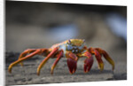 Sally Lightfoot Crab in the Galapagos Islands by Anonymous