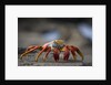 Sally Lightfoot Crab in the Galapagos Islands by Anonymous