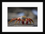 Sally Lightfoot Crab in the Galapagos Islands by Anonymous