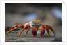 Sally Lightfoot Crab in the Galapagos Islands by Anonymous