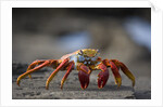 Sally Lightfoot Crab in the Galapagos Islands by Anonymous