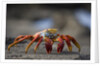 Sally Lightfoot Crab in the Galapagos Islands by Anonymous