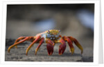 Sally Lightfoot Crab in the Galapagos Islands by Anonymous