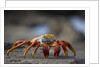 Sally Lightfoot Crab in the Galapagos Islands by Anonymous