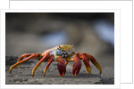 Sally Lightfoot Crab in the Galapagos Islands by Anonymous