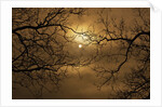 Branches Surrounding Harvest Moon by Anonymous