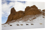 American Quarter Horses in Big Horn Mountains of Wyoming by Anonymous