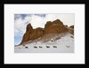 American Quarter Horses in Big Horn Mountains of Wyoming by Anonymous