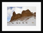 American Quarter Horses in Big Horn Mountains of Wyoming by Anonymous
