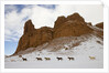 American Quarter Horses in Big Horn Mountains of Wyoming by Anonymous