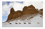 American Quarter Horses in Big Horn Mountains of Wyoming by Anonymous