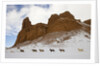 American Quarter Horses in Big Horn Mountains of Wyoming by Anonymous