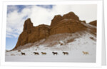 American Quarter Horses in Big Horn Mountains of Wyoming by Anonymous