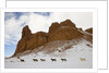 American Quarter Horses in Big Horn Mountains of Wyoming by Anonymous
