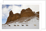 American Quarter Horses in Big Horn Mountains of Wyoming by Anonymous