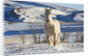 White Draft Horse Running in Big Horn Mountains in Winter by Anonymous