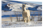 White Draft Horse Running in Big Horn Mountains in Winter by Anonymous