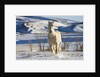 White Draft Horse Running in Big Horn Mountains in Winter by Anonymous