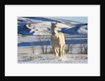 White Draft Horse Running in Big Horn Mountains in Winter by Anonymous