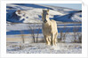 White Draft Horse Running in Big Horn Mountains in Winter by Anonymous