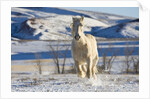 White Draft Horse Running in Big Horn Mountains in Winter by Anonymous