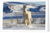 White Draft Horse Running in Big Horn Mountains in Winter by Anonymous