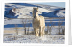 White Draft Horse Running in Big Horn Mountains in Winter by Anonymous