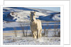White Draft Horse Running in Big Horn Mountains in Winter by Anonymous