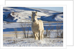 White Draft Horse Running in Big Horn Mountains in Winter by Anonymous
