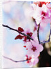 Cherry Blossom Flowers by Anonymous