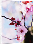 Cherry Blossom Flowers by Anonymous