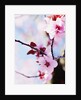 Cherry Blossom Flowers by Anonymous