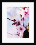Cherry Blossom Flowers by Anonymous