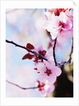 Cherry Blossom Flowers by Anonymous