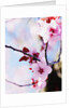 Cherry Blossom Flowers by Anonymous