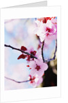 Cherry Blossom Flowers by Anonymous