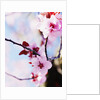 Cherry Blossom Flowers by Anonymous
