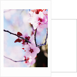 Cherry Blossom Flowers by Anonymous