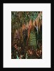 Temple of the Sun Formation at Carlsbad Caverns by Anonymous