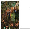 Temple of the Sun Formation at Carlsbad Caverns by Anonymous
