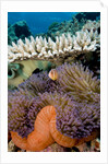 Pink Anemeonefish Peering from Tenticles of Magnificent Sea Anemone by Anonymous