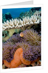 Pink Anemeonefish Peering from Tenticles of Magnificent Sea Anemone by Anonymous